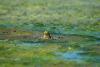 Bullfrog pic wins Wildlife/Pets category
