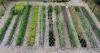 Lettuce sales uptick at farmers market amid cyclospora outbreak concerns