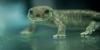 Endangered newts bred at Chester Zoo released into the wild in Catalonia