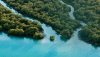 Environment Agency – Abu Dhabi launches Mangrove Observatory to advance mangrove restoration efforts