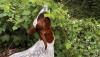 A suburbanite contends with kudzu