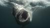 How to watch 'Shark Week' 2026 — schedule, dates & episodes