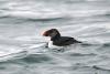Why a rare Atlantic puffin appeared in New Hampshire