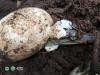 In Cambodia, a New Habitat Emerges for Endangered Siamese Crocodiles