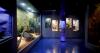 With its aquarium at the center, Berkshire Museum's new first floor brings art, science and natural history together