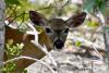 County wants federal wildlife to strengthen Key deer monitoring