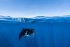 Citizen Science Reveals A Hidden Map Of Sharks And Rays In Mozambique