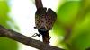 These tiny ‘very violent’ wasps may be the key to stop spotted lanternflies