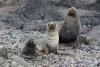 Researchers complete new assessments of vulnerable Southern Ocean species