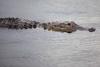 Alligator Attacks in Florida Are Spiking: Safety Rules Every Visitor Needs