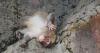 Japan's monkey sensation Punch gets thousands of birthday messages as he turns 1 on July 26