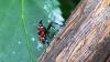 Spotted lanternflies are back in New York. See where they've been found