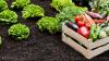 Organic VICTORY: Jury rules against pesticide giant for damaging small organic farm