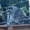 Seattle to honor its newest hero, a misshapen raccoon named Jimothy