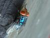 Scientists release more flies to get rid of deadly fly