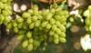US imposes 35% tariff on Brazilian table grapes as Abrafrutas urges market diversification