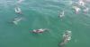 Supergroup humback whale sightings on the increase in South Africa