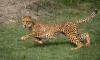Cheetahs return to Zambia after 30 years in historic reintroduction