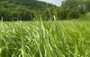 Grow Your Own Future: Sweetgrass has cultural significance