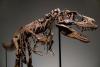 Dinosaur Skull Found at Campground Belonged to T. Rex’s ‘Great-Uncle,’ Researchers Say