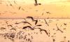 Over Half of Earth's Migratory Birds Are Declining. Can We Still Save Them?