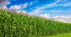 Corn well on track in Morrison County
