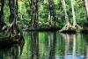 Experts urge stronger conservation as mangroves sustain millions across Southeast Asia
