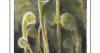 The Outside Story | Cinnamon fern through the lens of time