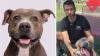 Amelia the viral pooch: 6-year-old Florida pit bull pup's final struggle before finding her forever home