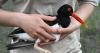 Oystercatchers, known for sharp bills and beady eyes, are making a comeback thanks to conservation (copy)