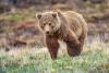 Bear That Killed Florida Hiker Won't be Killed or Relocated