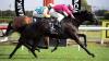 Quondo gets revenge over Swiss Prince in tough Te Rapa battle