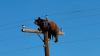 Bear climbs to top of utility pole in New Mexico and reportedly faces grisly end