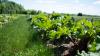 N.Y. farmers impacted by spring storms can now apply for disaster funds