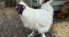 Farmer asks public to stop dumping roosters over fence