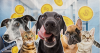 The dog and cat breeds triggering the most pet insurance payouts