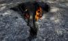 First wildfire death in Spain as blazes ravage Europe - with 270,000 people forced from their homes and France sends in the military