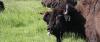 Working with nature: a thirty year bison farm legacy