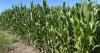 Corn crop ahead of schedule