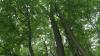 Oak wilt fungal disease detected in town of Greece