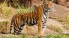 International Tiger Day 2026: 6 best tiger reserves in India for an unforgettable wildlife escape