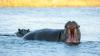Newlywed's honeymoon horror as hippo 'bites through her heart' in front of husband