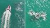 After Massachusetts' biggest known dolphin stranding, survivors reunite in deeper water