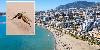British tourists issued holiday warning as Spanish hotspots on red alert after deadly mosquito virus left several people ill