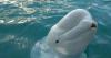 Beluga whales transferred to U.S. aquariums after Canadian theme park closes
