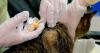 Will County offers free spay, neuter and chip services for qualifying pet owners