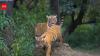 CPCB eases pollution rules for small hotels near Sariska Tiger Reserve