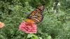 Seeing more monarchs? Great winter has had 'knock-on effect' for this summer's butterflies