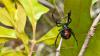 Russia fears spread of deadly black widow spiders across country – could reach Moscow