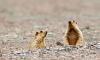 Mongolia confirms bubonic plague case, issues public warning against marmot consumption